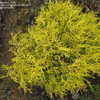 Thumbnail #4 of Chamaecyparis pisifera by Lakeside3