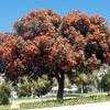 Thumbnail #2 of Corymbia ficifolia by Ulrich