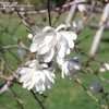Thumbnail #3 of Magnolia stellata by laurawege