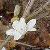 Thumbnail #5 of Magnolia stellata by Evert