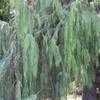 Thumbnail #2 of Cupressus cashmeriana by palmbob