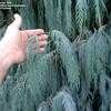 Thumbnail #1 of Cupressus cashmeriana by palmbob