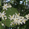 Thumbnail #3 of Halesia carolina by TomH3787