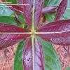 Thumbnail #1 of Syzygium malaccense by Thaumaturgist