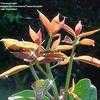 Thumbnail #2 of Syzygium malaccense by Thaumaturgist