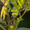 Thumbnail #3 of Ilex paraguariensis by lunavox