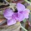 Thumbnail #1 of Tradescantia pallida by Floridian