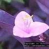 Thumbnail #4 of Tradescantia pallida by Dinu