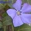 Thumbnail #2 of Vinca minor by hensler