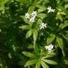 Thumbnail #4 of Galium odoratum by RoyB