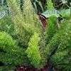 Thumbnail #1 of Asparagus densiflorus by poppysue