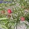 Thumbnail #3 of Asparagus densiflorus by Chamma