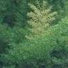 Thumbnail #4 of Asparagus densiflorus by golddog