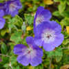 Thumbnail #5 of Geranium  by growin