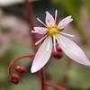 Thumbnail #1 of Saxifraga stolonifera by LawrenceM