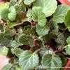 Thumbnail #4 of Saxifraga stolonifera by Happenstance