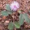 Thumbnail #1 of Mimosa pudica by Dinu
