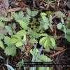 Thumbnail #2 of Mimosa pudica by SLEDDER