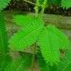 Thumbnail #4 of Mimosa pudica by Evert