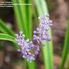 Thumbnail #4 of Liriope muscari by Toxicodendron
