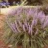 Thumbnail #1 of Liriope muscari by JJsgarden