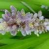 Thumbnail #3 of Liriope muscari by Floridian
