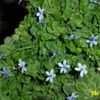 Thumbnail #2 of Pratia pedunculata by Joy