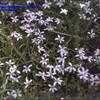 Thumbnail #3 of Pratia pedunculata by kennedyh