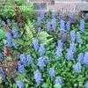 Thumbnail #1 of Ajuga reptans by patp