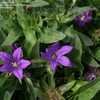 Thumbnail #2 of Campanula glomerata by DaylilySLP