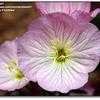 Thumbnail #3 of Oenothera speciosa by bob47