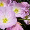 Thumbnail #5 of Oenothera speciosa by Kell