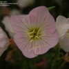 Thumbnail #2 of Oenothera speciosa by daryl