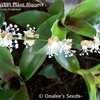 Thumbnail #2 of Callisia fragrans by onalee