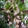 Thumbnail #1 of Callisia fragrans by revlar