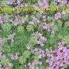 Thumbnail #3 of Thymus praecox by grampapa
