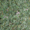 Thumbnail #4 of Thymus praecox by growin
