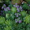 Thumbnail #5 of Thymus praecox by Gabrielle