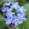 Thumbnail #1 of Myosotis sylvatica by Galanthophile