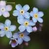 Thumbnail #3 of Myosotis sylvatica by LadyAshleyR