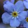 Thumbnail #4 of Myosotis sylvatica by dave