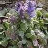 Thumbnail #5 of Ajuga reptans by Gabrielle