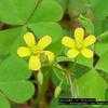 Thumbnail #1 of Oxalis stricta by Floridian