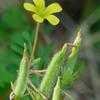Thumbnail #2 of Oxalis stricta by Floridian