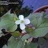 Thumbnail #1 of Houttuynia cordata by thatredhead