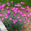 Thumbnail #2 of Dianthus gratianopolitanus by amethystsm