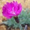 Thumbnail #3 of Dianthus gratianopolitanus by KaylyRed