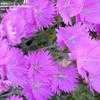 Thumbnail #5 of Dianthus gratianopolitanus by langbr