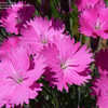 Thumbnail #4 of Dianthus gratianopolitanus by amethystsm