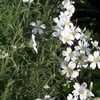 Thumbnail #1 of Cerastium tomentosum by poppysue